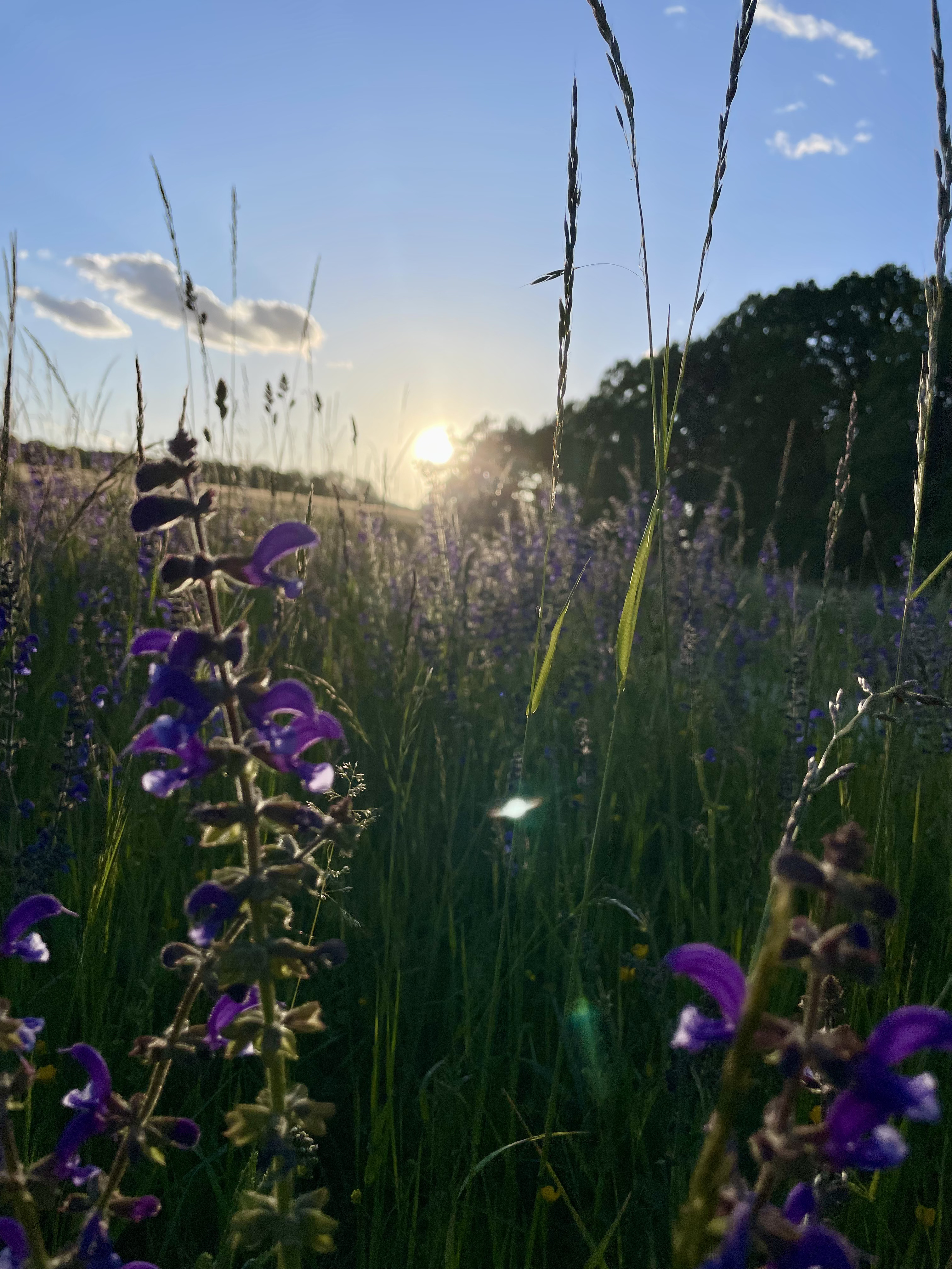 Wildblumenwiese bei Sonnenuntergang